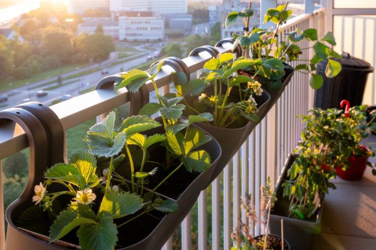The Best Crops for Windy Balconies and Hot Patios