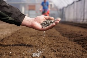 When Midseason Fertilizer Helps—and When It Burns Stressed Plants