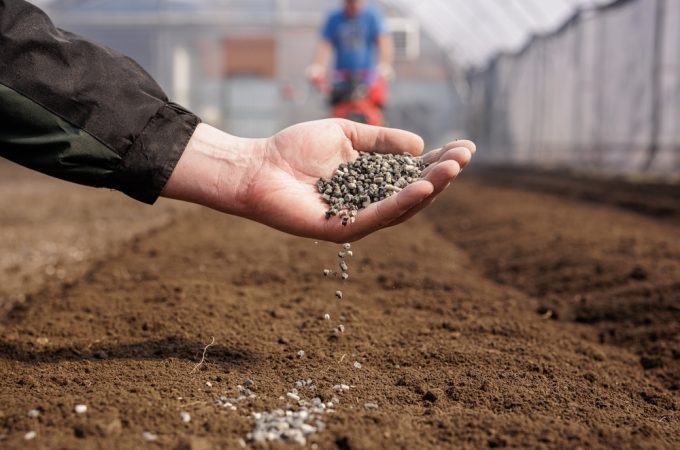 When Midseason Fertilizer Helps—and When It Burns Stressed Plants