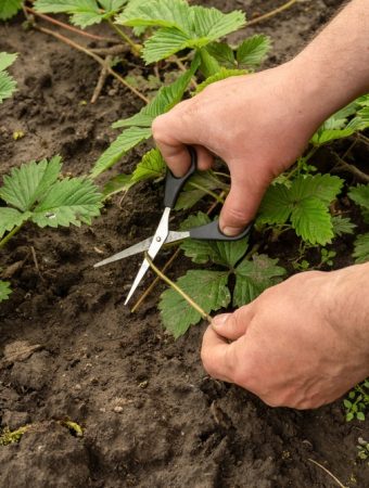 Why Your Garden Is Growing Leaves But No Fruit