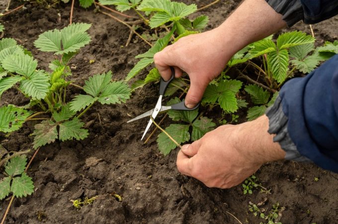 Why Your Garden Is Growing Leaves But No Fruit