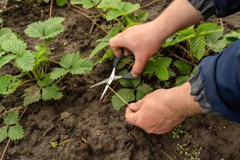 Why Your Garden Is Growing Leaves But No Fruit