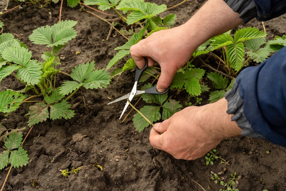 Why Your Garden Is Growing Leaves But No Fruit