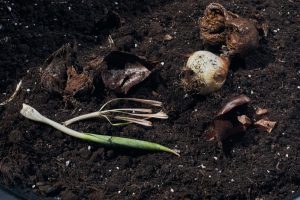What Should You Plant Where Spring Bulbs Have Died?