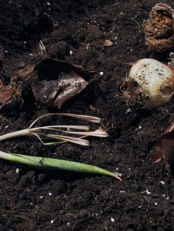 What Should You Plant Where Spring Bulbs Have Died?
