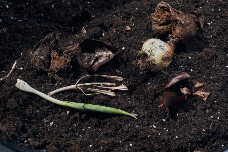 What Should You Plant Where Spring Bulbs Have Died?