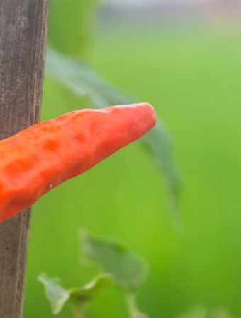 6 Cheap Ways to Support Heavy Pepper Plants