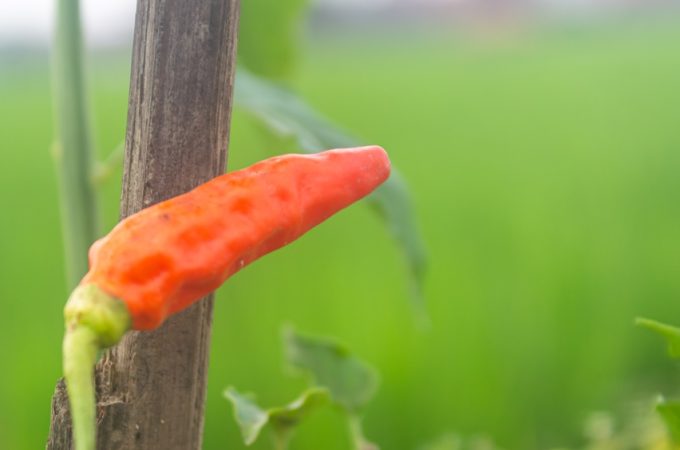 6 Cheap Ways to Support Heavy Pepper Plants