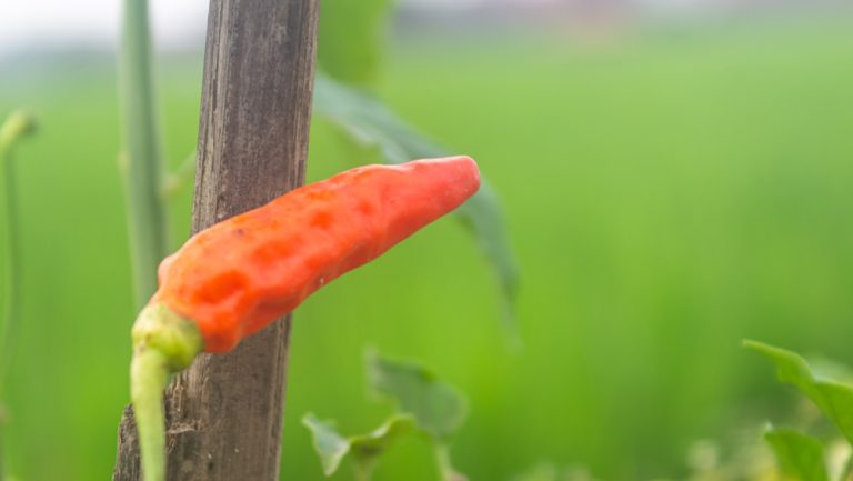 6 Cheap Ways to Support Heavy Pepper Plants