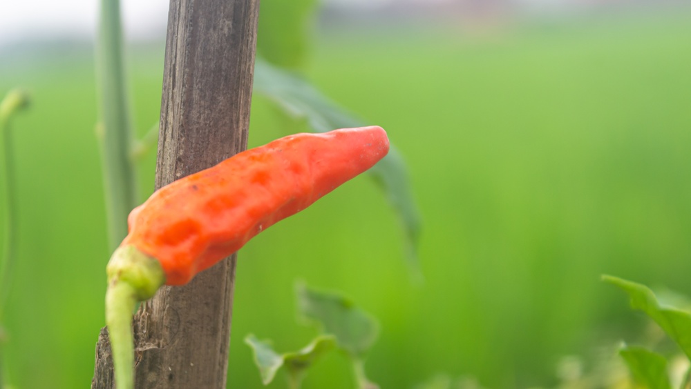 6 Cheap Ways to Support Heavy Pepper Plants