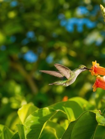Attract Hummingbirds and Butterflies with Native Flowering Trees and Shrubs—A Pollinator Garden Guide