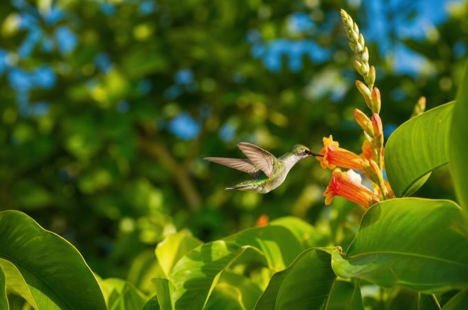 Attract Hummingbirds and Butterflies with Native Flowering Trees and Shrubs—A Pollinator Garden Guide