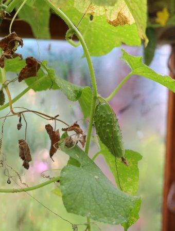 Can a Wilted Cucumber Plant Bounce Back Overnight?