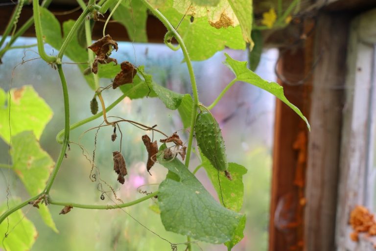 Can a Wilted Cucumber Plant Bounce Back Overnight?