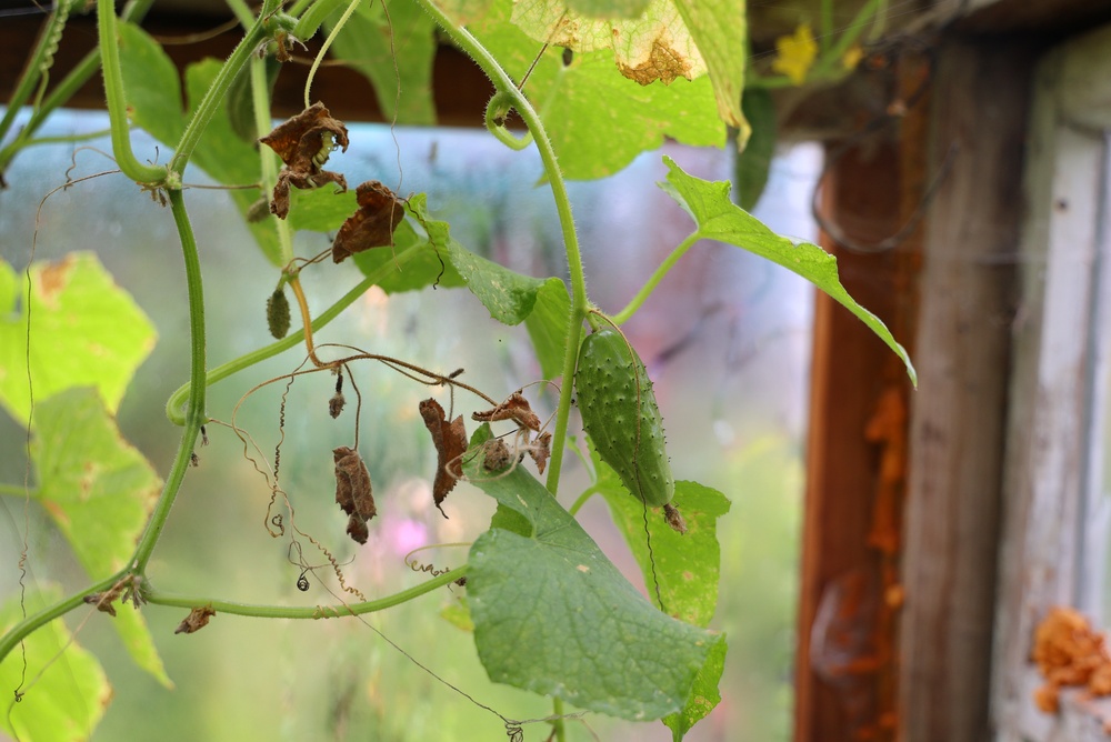 Can a Wilted Cucumber Plant Bounce Back Overnight?