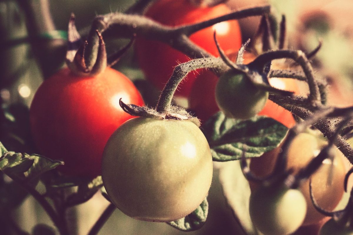 6 Crops That Benefit From Cooler Nights More Than Cooler Days