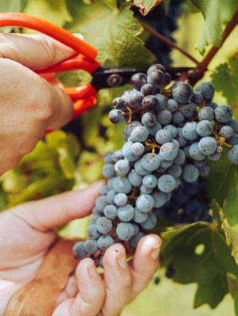 Why Are Your Grapes Splitting Just as They Begin to Ripen?