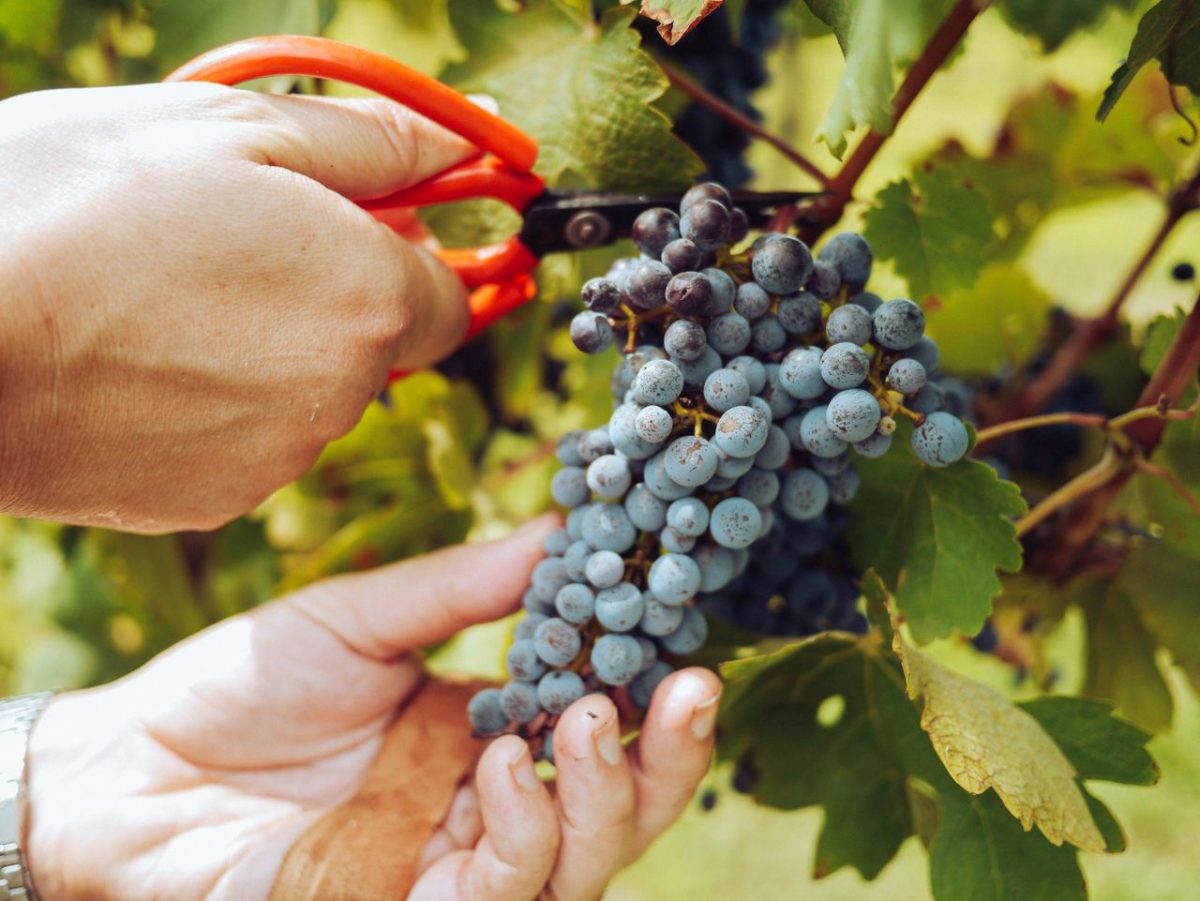 Why Are Your Grapes Splitting Just as They Begin to Ripen?