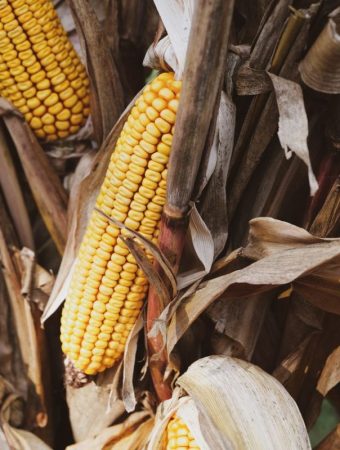 What Should You Do With Cornstalks Before They Turn Brittle?