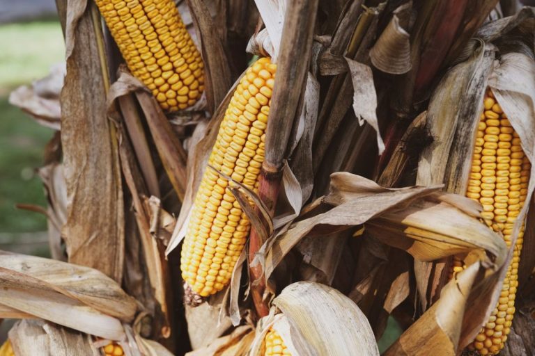 What Should You Do With Cornstalks Before They Turn Brittle?