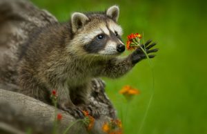 6 Ways to Keep Raccoons Away From Sweet Corn Without Traps