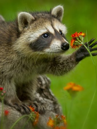6 Ways to Keep Raccoons Away From Sweet Corn Without Traps