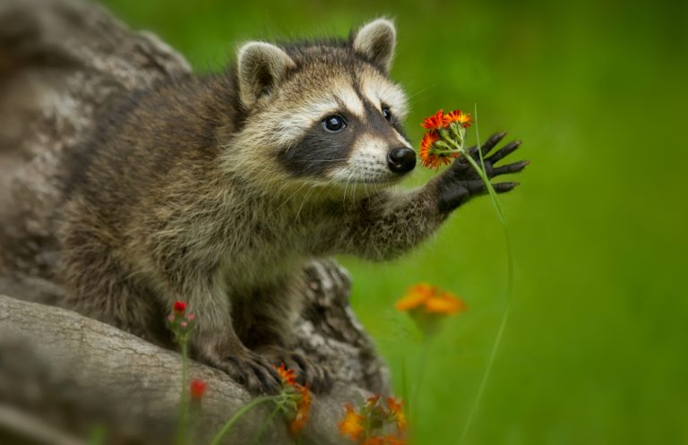 6 Ways to Keep Raccoons Away From Sweet Corn Without Traps