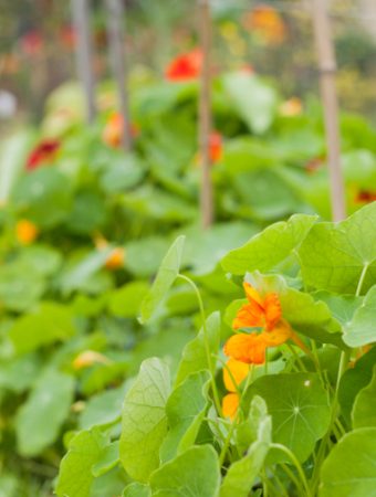 8 Edible Flowers That Can Bridge the Gap Between Summer and Fall