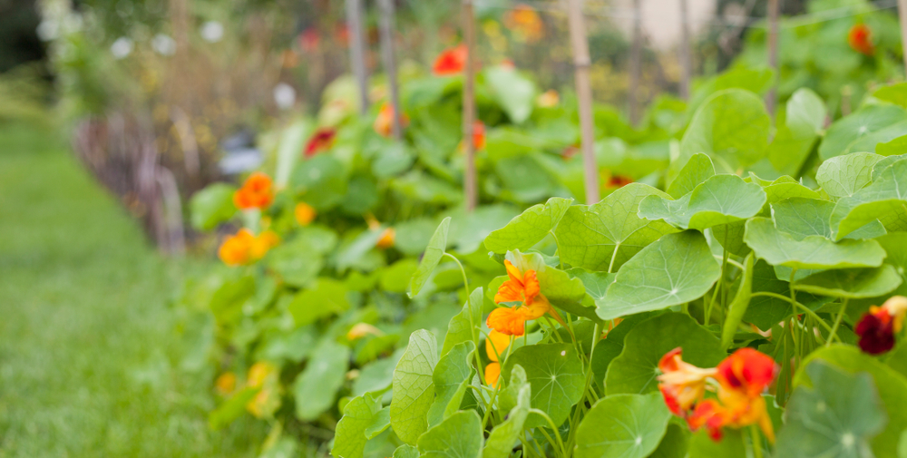 8 Edible Flowers That Can Bridge the Gap Between Summer and Fall