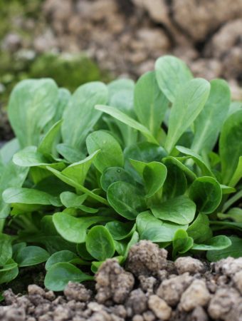 Can You Grow Mâche Where Summer Lettuce Failed?