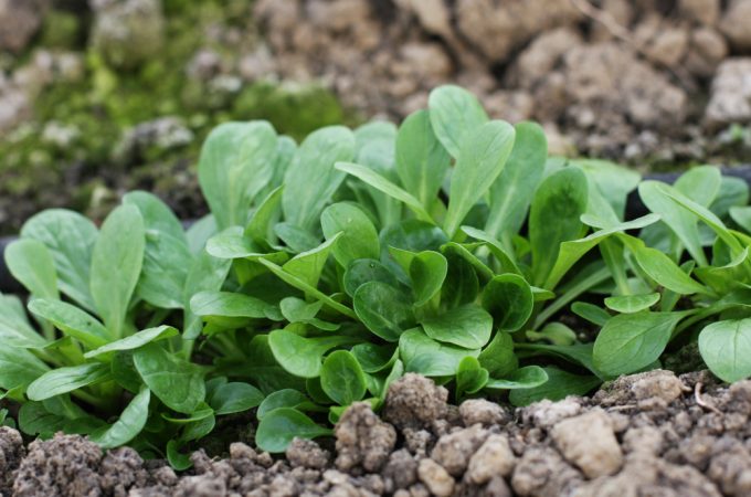 Can You Grow Mâche Where Summer Lettuce Failed?