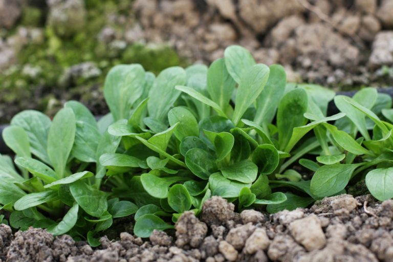 Can You Grow Mâche Where Summer Lettuce Failed?