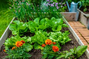 9 Vegetables You Can Still Plant in September for a Fall Harvest