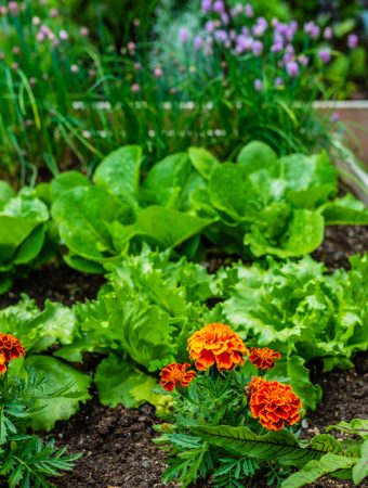 9 Vegetables You Can Still Plant in September for a Fall Harvest