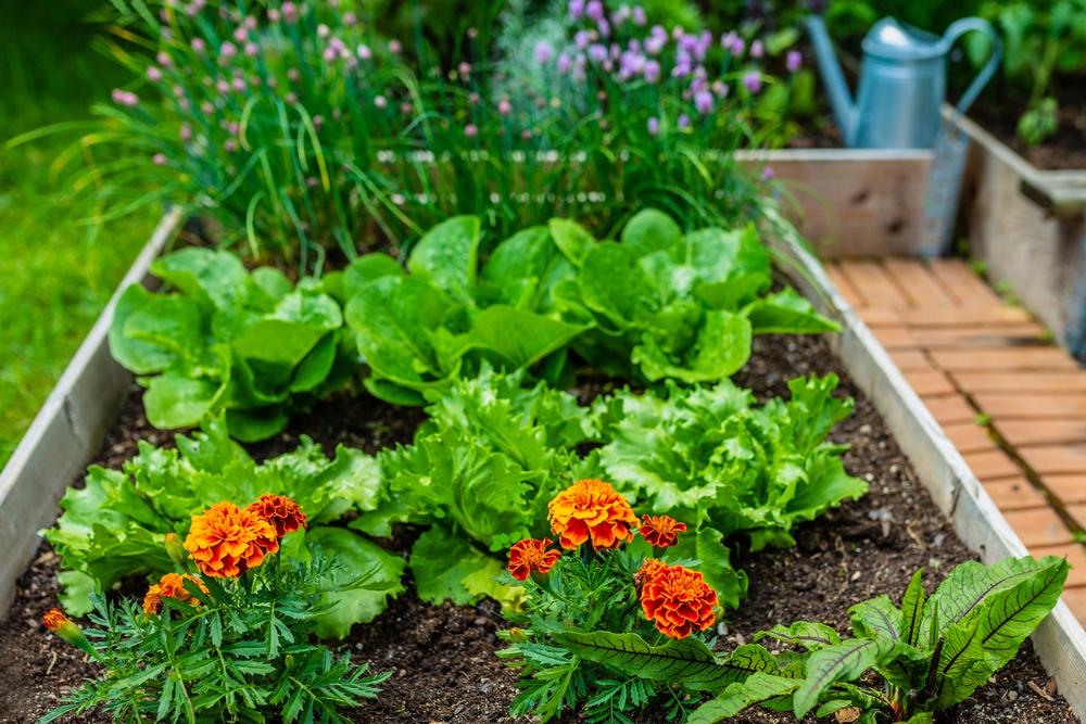 9 Vegetables You Can Still Plant in September for a Fall Harvest