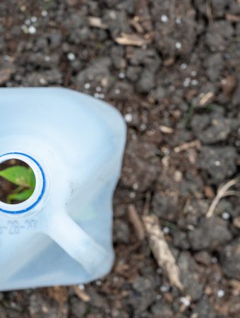 Can Milk Jugs Protect Young Fall Crops From Hungry Rabbits?