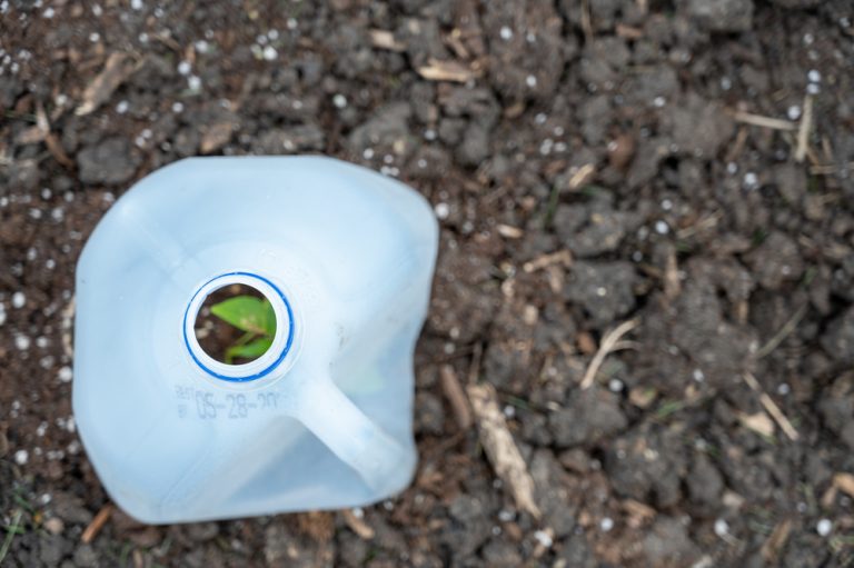 Can Milk Jugs Protect Young Fall Crops From Hungry Rabbits?