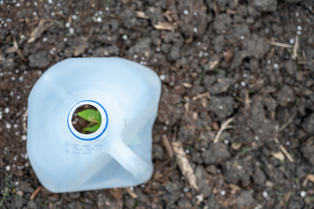 Can Milk Jugs Protect Young Fall Crops From Hungry Rabbits?