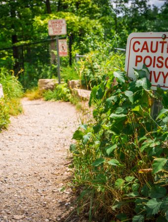 Don’t Burn This Plant After Pulling It From Your Yard