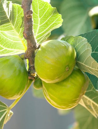 Why Are Your Figs Dropping Before They Ripen?