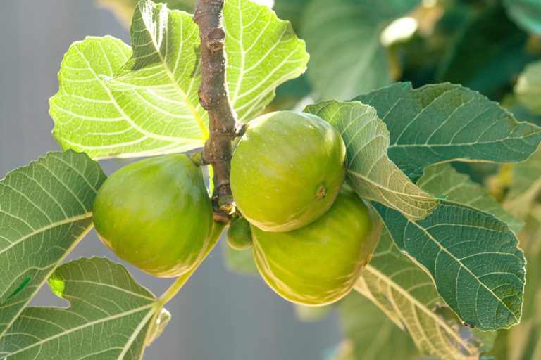 Why Are Your Figs Dropping Before They Ripen?