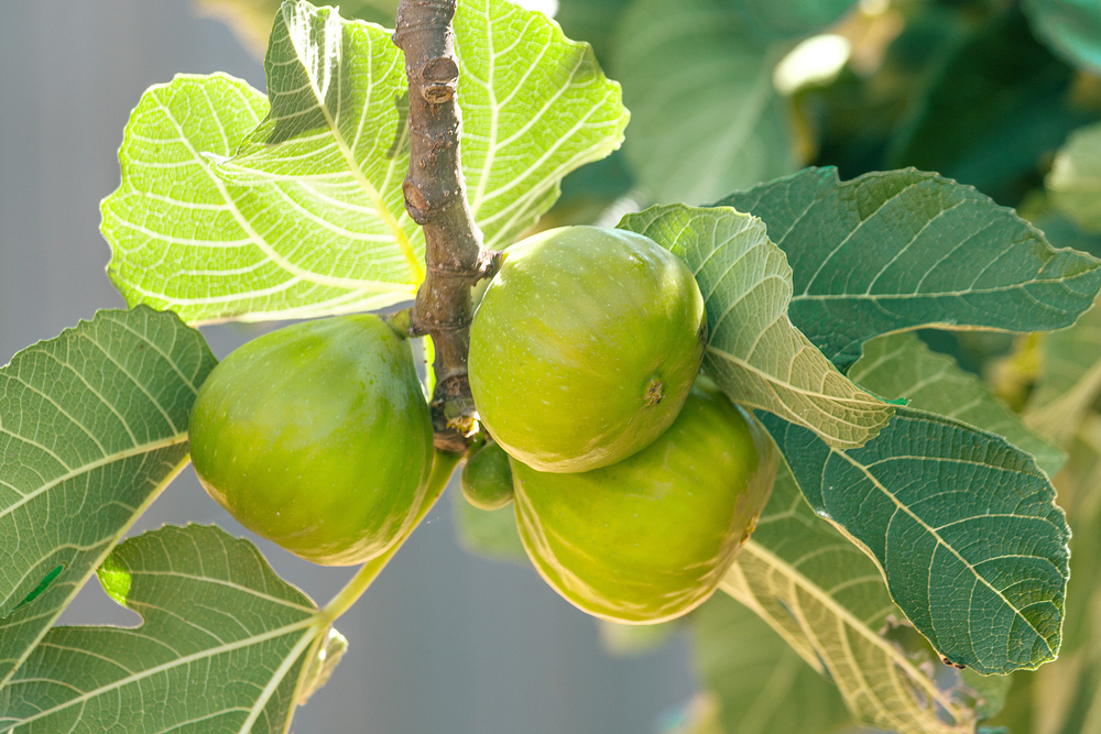 Why Are Your Figs Dropping Before They Ripen?