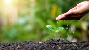 Understanding Native Plants That May Lower Watering Needs Over Time
