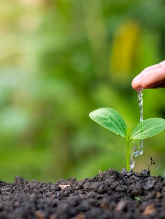 Understanding Native Plants That May Lower Watering Needs Over Time