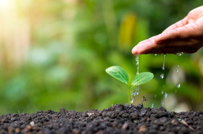 Understanding Native Plants That May Lower Watering Needs Over Time