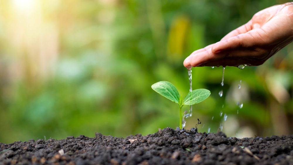 Understanding Native Plants That May Lower Watering Needs Over Time