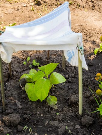 How to Shade a Vegetable Garden Without Buying Expensive Structures