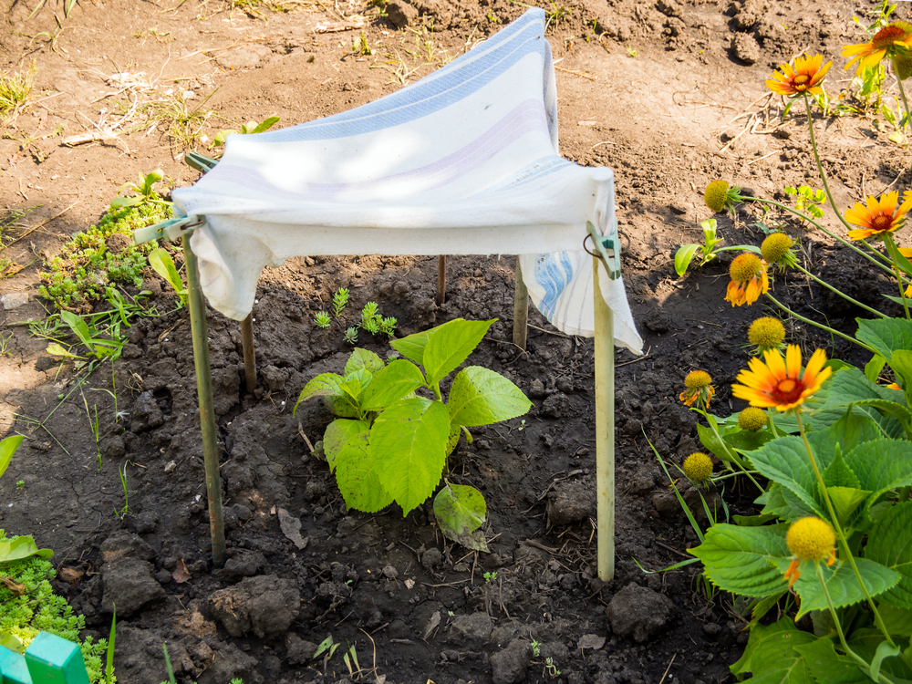 How to Shade a Vegetable Garden Without Buying Expensive Structures