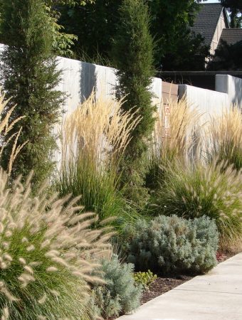 Are Ornamental Grasses Becoming the Backbone of Climate-Ready Gardens?