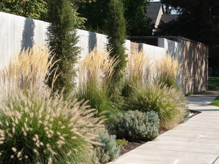 Are Ornamental Grasses Becoming the Backbone of Climate-Ready Gardens?